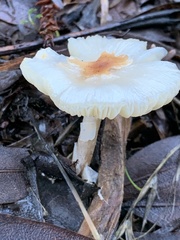 Lepiota castaneidisca