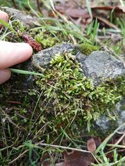 Brachythecium albicans