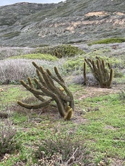 Bergerocactus emoryi