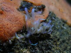 Phyllodesmium macphersonae