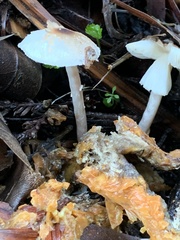 Lepiota castaneidisca