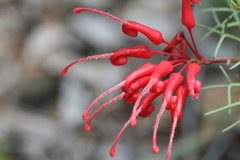Grevillea wilsonii