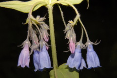 Mertensia paniculata paniculata