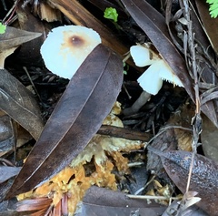 Lepiota castaneidisca