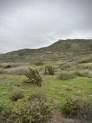 Bergerocactus emoryi