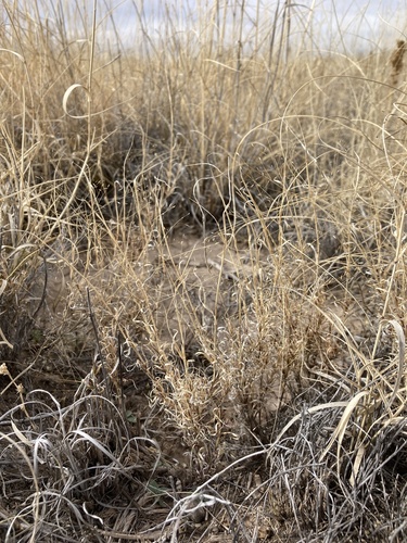 Ear Muhly (Muhlenbergia arenacea)