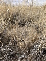 Muhlenbergia arenacea