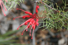 Grevillea wilsonii