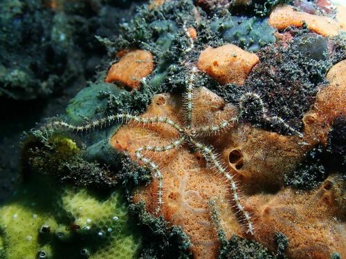 Ophiothrix trilineata observed 2022-12-28
