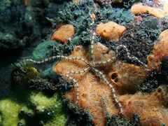 Ophiothrix trilineata