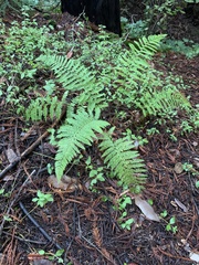 Polystichum dudleyi