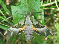 Proserpinus proserpina