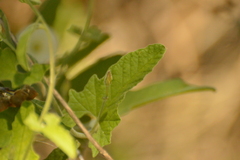 Convolvulus crenatifolius