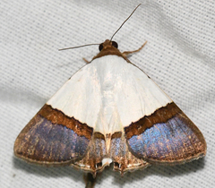 Eulepidotis argyritis