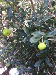 Diospyros anisandra