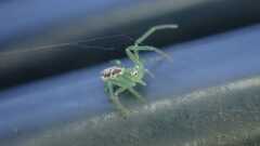 Diaea