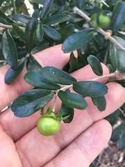 Diospyros anisandra