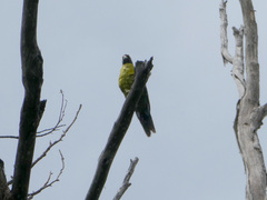 Platycercus caledonicus