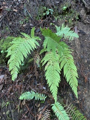Polystichum dudleyi