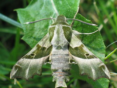 Proserpinus proserpina