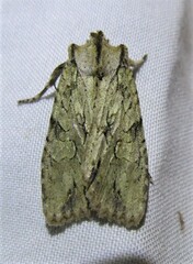 Lithophane disposita