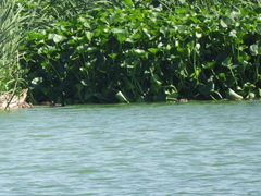 Heteronetta atricapilla