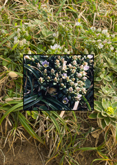 Swertia noguchiana