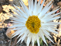 Helichrysum leucopsideum