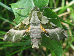 Proserpinus proserpina
