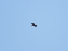 Parabuteo unicinctus