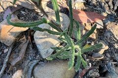 Helichrysum leucopsideum