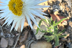 Helichrysum leucopsideum