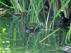 Oxyura vittata