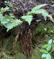 Polystichum dudleyi