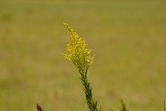 Solidago chilensis