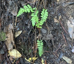 Polystichum dudleyi
