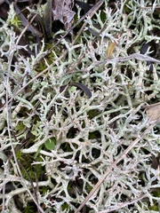 Cladonia rangiformis