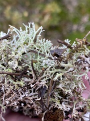Cladonia rangiformis