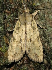 Lithophane disposita