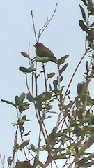 Setophaga coronata