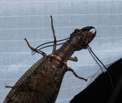 Corydalus peruvianus