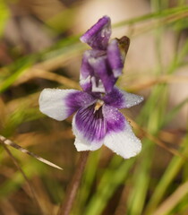 Viola eminens