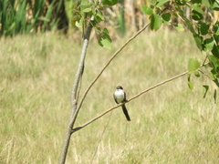 Tyrannus savana