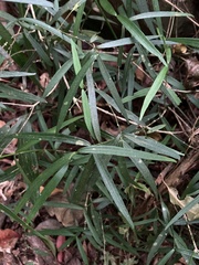 Melodinus angustifolius