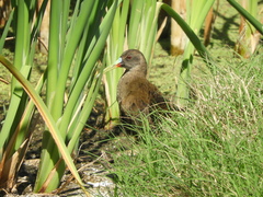 Pardirallus sanguinolentus