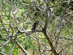 Furnarius rufus