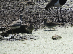 Calidris melanotos