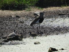 Vanellus chilensis