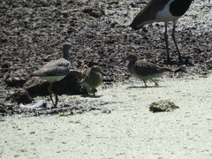 Tringa flavipes