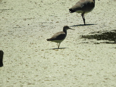 Tringa flavipes
